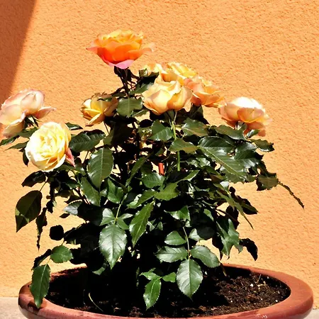 Hotel-restaurant Schwaiger*** Hotel Eben Im Pongau